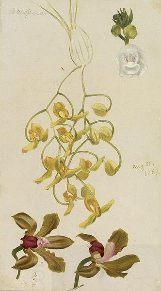 William Hays Three Orchids